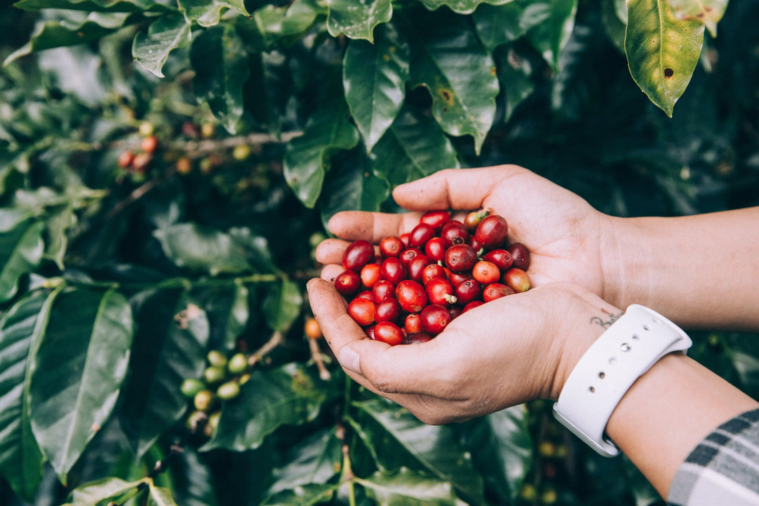 freshly-picked-coffee-beans - Ready Sweat Go