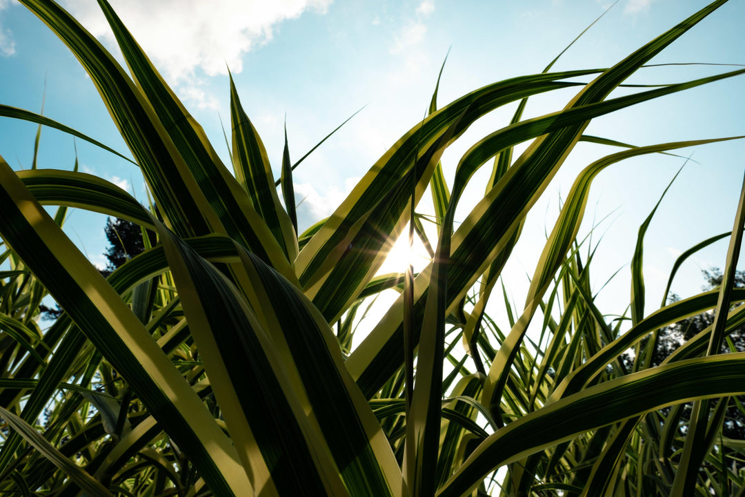 sun-behind-some-plants - Ready Sweat Go